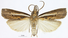 Fissicrambus profanellus