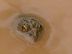 Lithobates montezumae