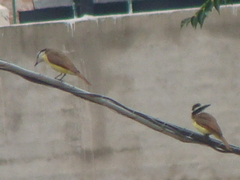 Pitangus sulphuratus