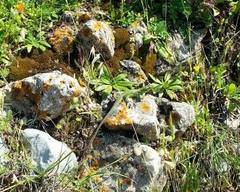 Podarcis waglerianus