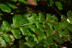 Asplenium ulbrichtii