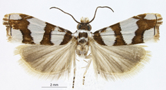 Microcrambus eucosmella