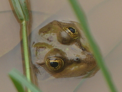 Lithobates montezumae