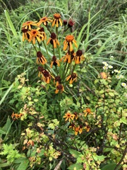 Tephroseris flammea