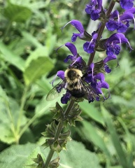 Bombus impatiens