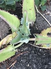 Kalanchoe laetivirens
