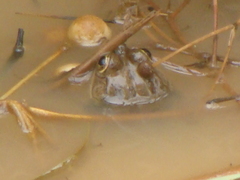 Lithobates montezumae