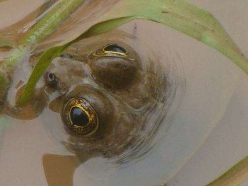 Montezuma Leopard Frog