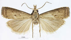Microcrambus holothurion