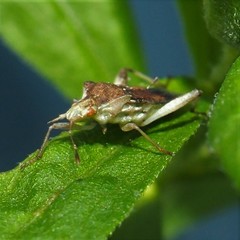 Harmostes fraterculus