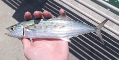 Scomberomorus maculatus