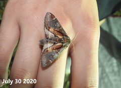 Notodonta dembowskii