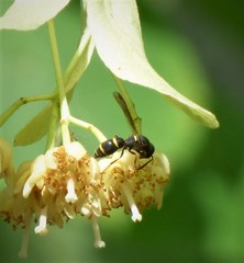 Parancistrocerus pensylvanicus