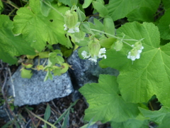 Silene campanulata