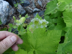 Silene campanulata