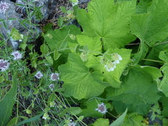 Silene campanulata