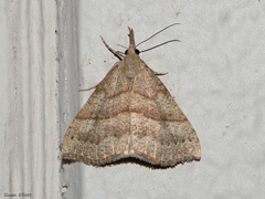 Hypena atomaria