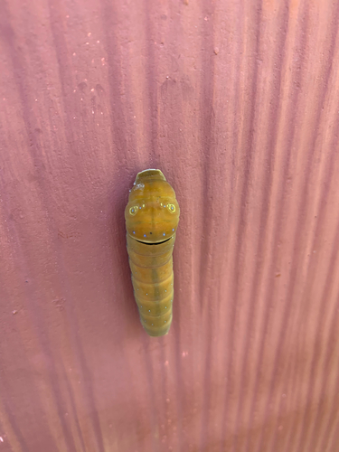 Two-tailed Swallowtail photo 3