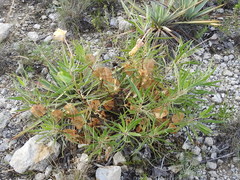 Oenothera macrocarpa