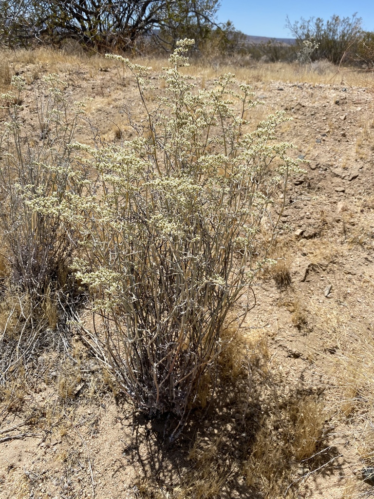 yucca wild buckwheat from Mojave National Preserve, Nipton, CA, US on ...