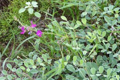 Tephrosia lindheimeri