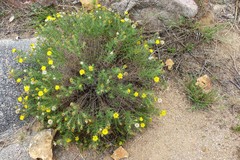 Heterotheca stenophylla