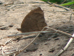Pindis squamistriga
