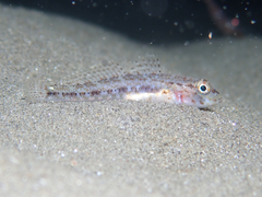 Gobius geniporus