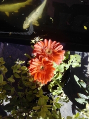 Asteraceae
