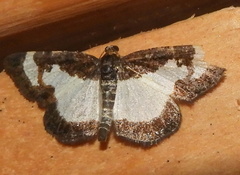 Heliomata cycladata