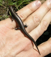 Plestiodon anthracinus