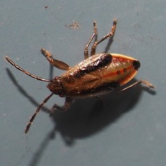 Phlegyas abbreviatus