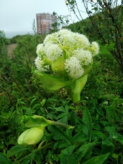 Angelica dahurica