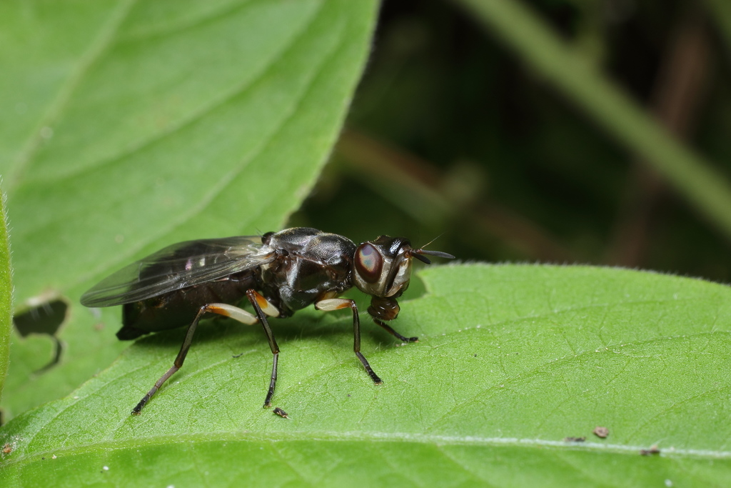 Lamprophthalma
