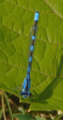 Enallagma carunculatum