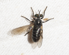 Atomosia melanopogon