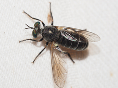 Atomosia melanopogon