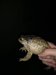 Bufo