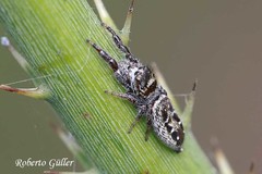 Dendryphantes mordax