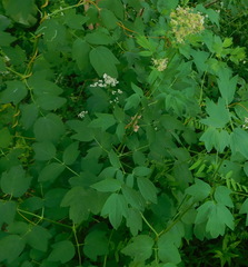 Thalictrum flavum