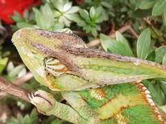 Chamaeleo calyptratus