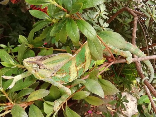 Veiled Chameleon, San Miguel, 62520 Tepoztlán, Mor., México, photo 10 of 10