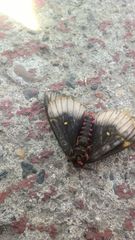 Paradirphia fumosa