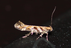 Aristotelia calens