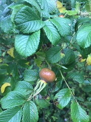 Rosa rugosa
