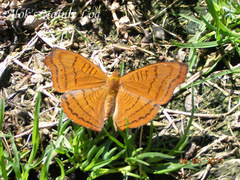 Pseudergolis wedah