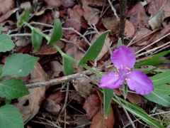 Tradescantia crassifolia