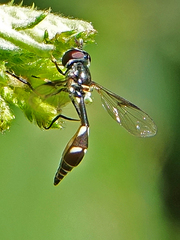 Dioprosopa clavata