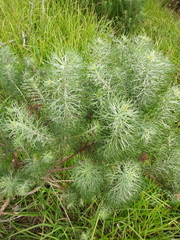 Athanasiinae