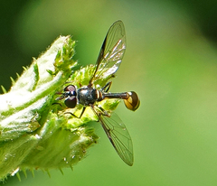 Dioprosopa clavata